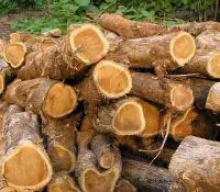Wood