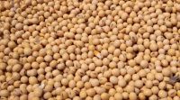 Soya beans