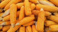 Maize Or Corn