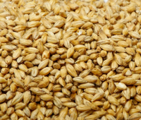 Barley