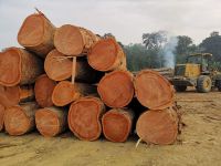 Tropical Round Hardwood Timber Logs