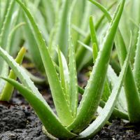 Kenya Green Fresh Aloe Vera Leaf