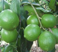 Fresh Green Lemons