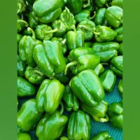 Fresh Green Capsicum