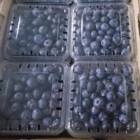 Fresh Blueberry