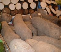 African Fresh White Yam Tubers