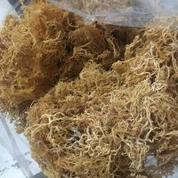 Sea  Moss