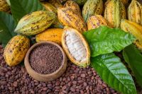 COCOA BEANS