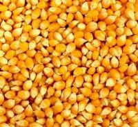 Dry Yellow corn (maize)