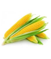 Yellow Corn For Human Consumption In