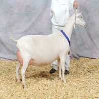 Saanen alive / live Goat Ready For Sale