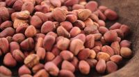 Kola Nut