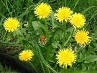 Dandelion Extract