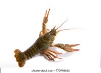 crayfish