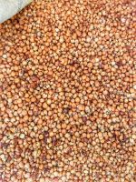 Sorghum