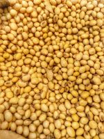 Quality Soy beans from Nigeria Available 