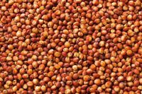 Sorghum