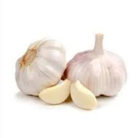 GARLIC