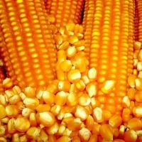 Yellow Maize