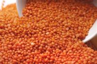  Lentils 