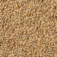 Barley 