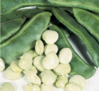 Lima Beans