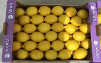 Fresh Yellow Eureka lemons