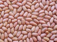 Sell Peanut Kernels(long Type
