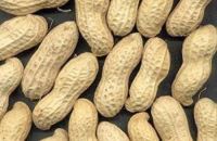 Sell Hand-picked Peanuts In Shell