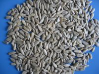 Sell Sunflower Seeds & Kernels