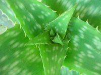 Sell Chick Peas, Lentils And Beans