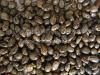 Sell Castor Seeds