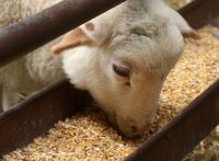 Sell Soya Bean Meal, Poultry Feed