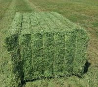 Sell Alfalfa Hay Bales 250KG