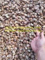 Indonesia Betel Nut Jambi Quality Medan