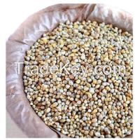 PEARL MILLET