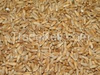 TRITICALE