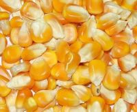 Dried Yellow Corn / Dried Yellow Maize / Dried Yellow Corn for Animal Feed