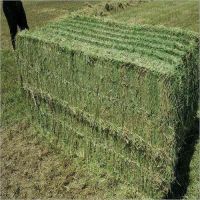 Alfafa Hay/Buy Alfafa Hay/Alfafa Hay,Alfalfa Hay with High Protein for Animal Feeding