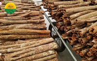 Cassia Cinnamon Stick High Oil content from Vietnam