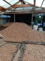 Jambi Indonesia Betel Nuts High Quality