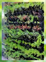 Vertical Garden (Outdoor Vertical Garden)