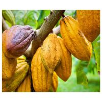 Selling High Grade Organic Dried Cocoa Beans