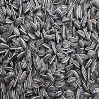 Sunfloweer seeds on sale