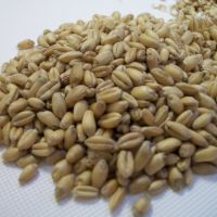 Quality Barley for Animal Feed