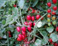 Selling Grape Tomato Seeds 3