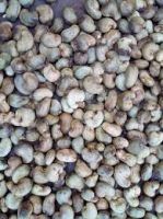 Processed Cashew Nuts