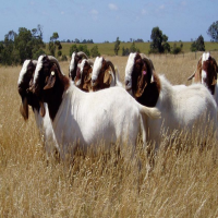 goat milk, liquid goat milk, goat skins, AL PINE GOATS FOR SALE