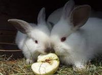 American Rabbit for sale online 