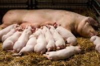 American Yorkshire Pig, livestock pigs for sale online 